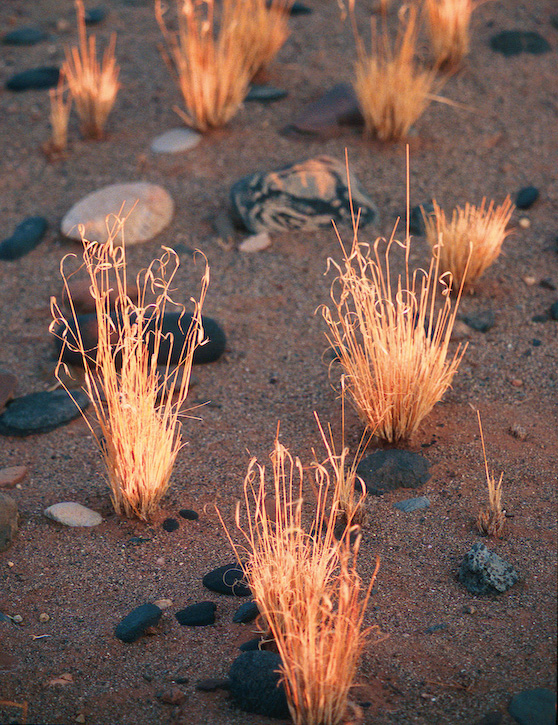 Firegrass