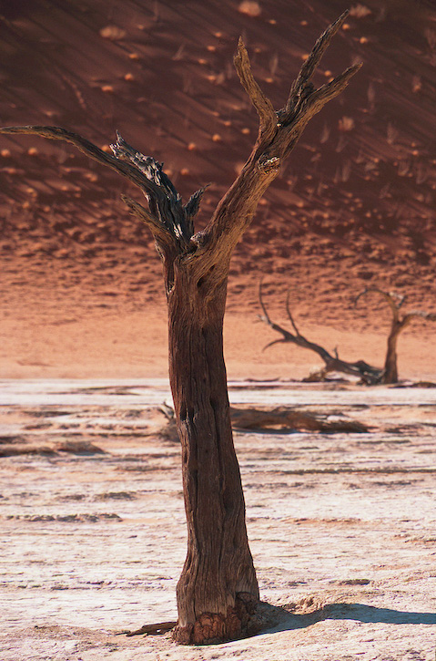 Martian Tree