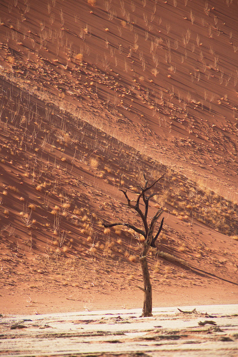 Tree on Red Canvas