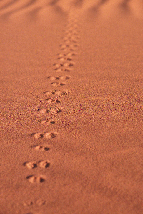 Critter's path