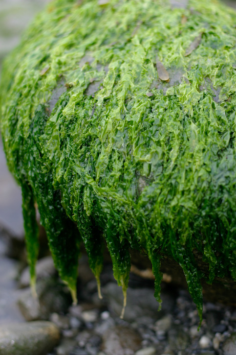 Drippy Green Rock