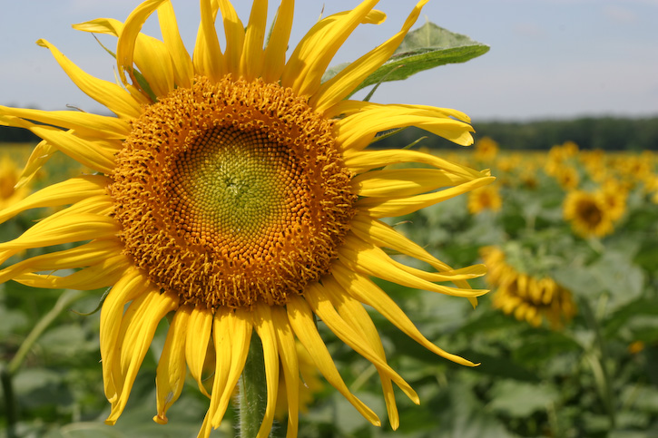Sunflower Two
