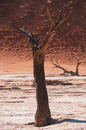 Martian Tree