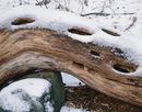 Snowy Log