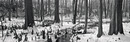 Cypress Knees
