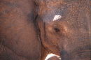 Elephant Eye