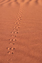 Critter's path