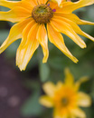 Yellow Closeup