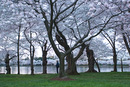 Tidal Basin Cherry Blossoms