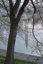 Washington Blossom Reflections