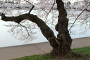 Old Cherry Blossom