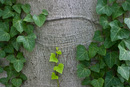 New Ivy and Old