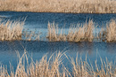 Blue Water and Grass