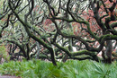 Red and Green Tangle