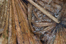 Palmetto, Web, and Water