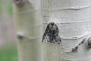 Aspen Closeup