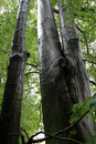 Metallic Wet Tree
