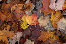 Fall Leaves in New England