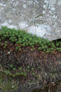 Rock, Green, and Red