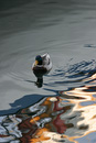 Swimming Duck