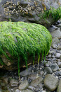 Drippy Green Rock Two