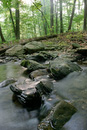Lighted Stream