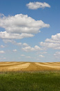 Rolling Farm Field Two