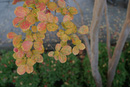 Catholic Tree Three