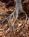 Scott's Roots
