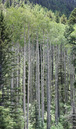 Aspen Vertical Panoramic